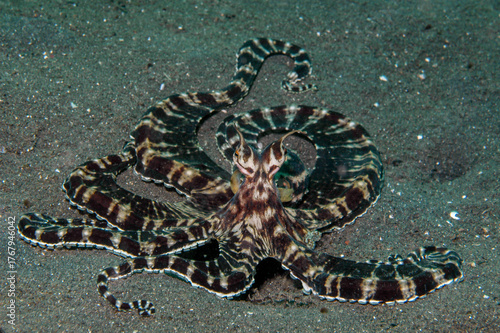 Canvastavla Mimic octopus on sand in Lembeh Strait, Indonesia