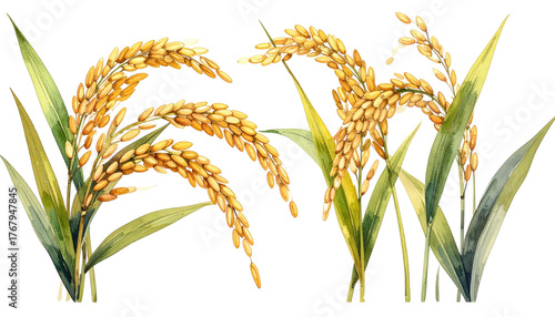 Two rice bundles, golden grain heads, green leaves, watercolor style, illustration, black background, realistic yet stylized