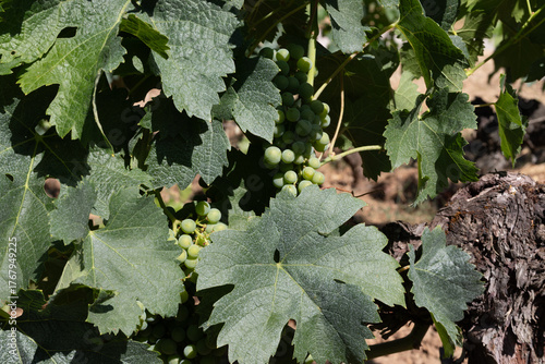 Grape Vine in France
