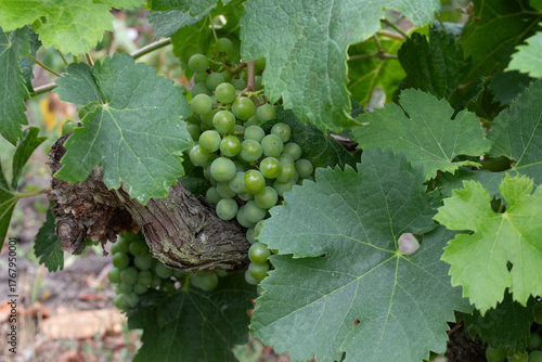Cluster of Green Grapes on a Grapevine
