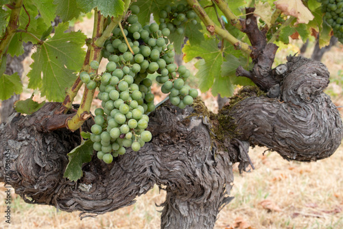 very old grape vine in Bordeaux France