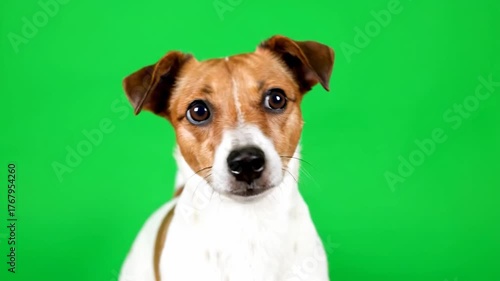 Adorable Jack Russell Terrier dog with expressive eyes and playful head tilts on a vibrant green screen background.