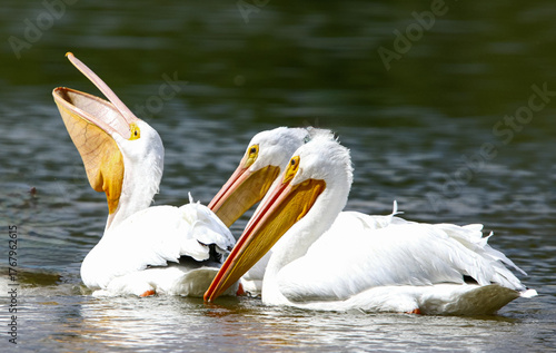 American White Pelicans 