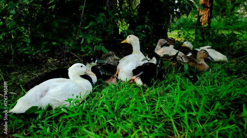 Cage free young ducks or ducklings relaxing or resting in shadowy area under tree as animals have been raised from farm incubated eggs