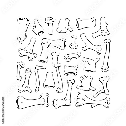 Black and white human bones anatomical sketch revealing skeletal structure and composition with a