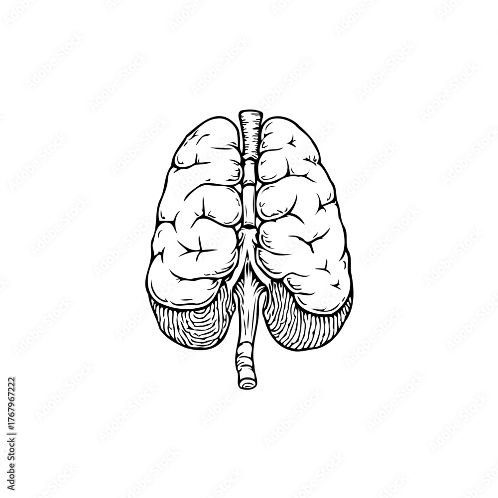 Fototapeta premium Detailed anatomical illustration showcasing human lungs with intricate artistic line work and