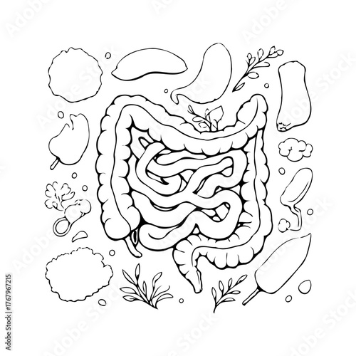 Detailed anatomical sketch depicting the colon with surrounding digestive flora and fauna and
