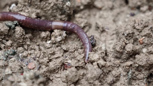 one earthworm crawling  in wet soil