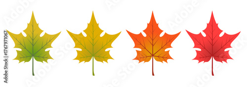 Autumn maple leaves, foliage.