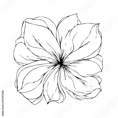 Elegant hand drawn floral illustration showcases intricate petal details providing design element