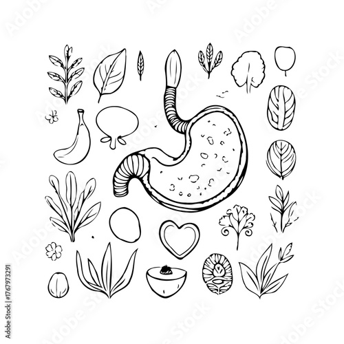 Hand drawn stomach illustration surrounded by various organic shapes creating a visually appealing