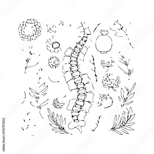 Minimalist spinal alignment alongside flora sketch representing wellness and holistic botanical