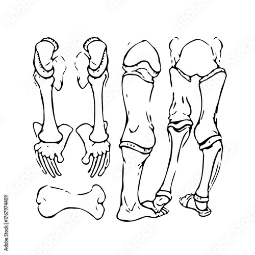 Monochrome skeletal foot anatomy illustration detailed drawing demonstrating joint and bone