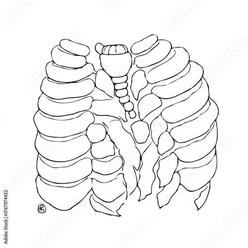 Monochrome sketch of human rib cage bones and cartilage design for educational and artistic