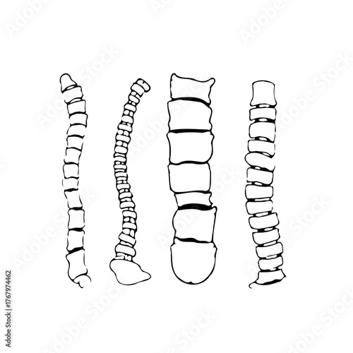Monochrome vertebral column depictions exhibit anatomical structure with alternating segments and