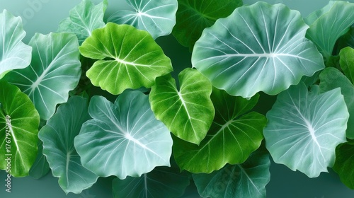 Close up of lush green Alocasia leaves with distinct white veins and speckles against a solid muted green background a detailed botanical pattern