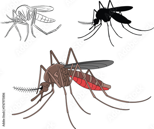 Three mosquito illustrations in different styles, line art, silhouette, and colored anatomy, insect comparison chart, entomology visual, educational graphic, white background