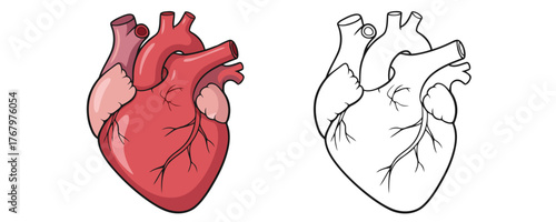 Detailed diagram showing an anatomical human heart in red and pink colors next to a black and white outline for education