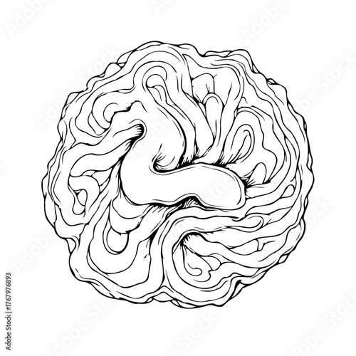 Stylized cerebral cortex illustration displaying intricate convolutions and sulci for creative