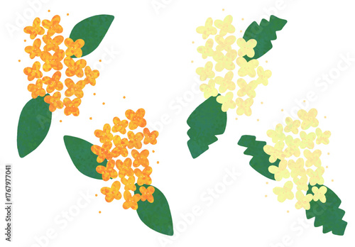 osmanthus and silver osmanthus
