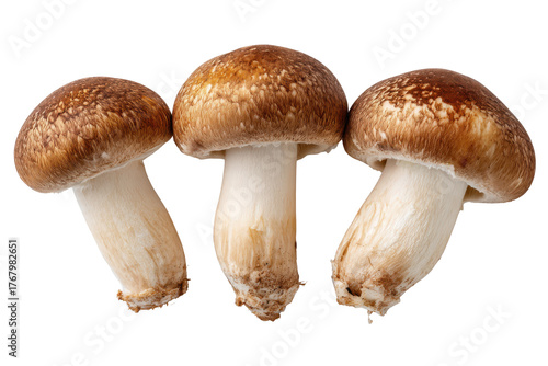 Three brown mushrooms with white stems on black background image, Isolated On Transparent Background, Png Cut Out