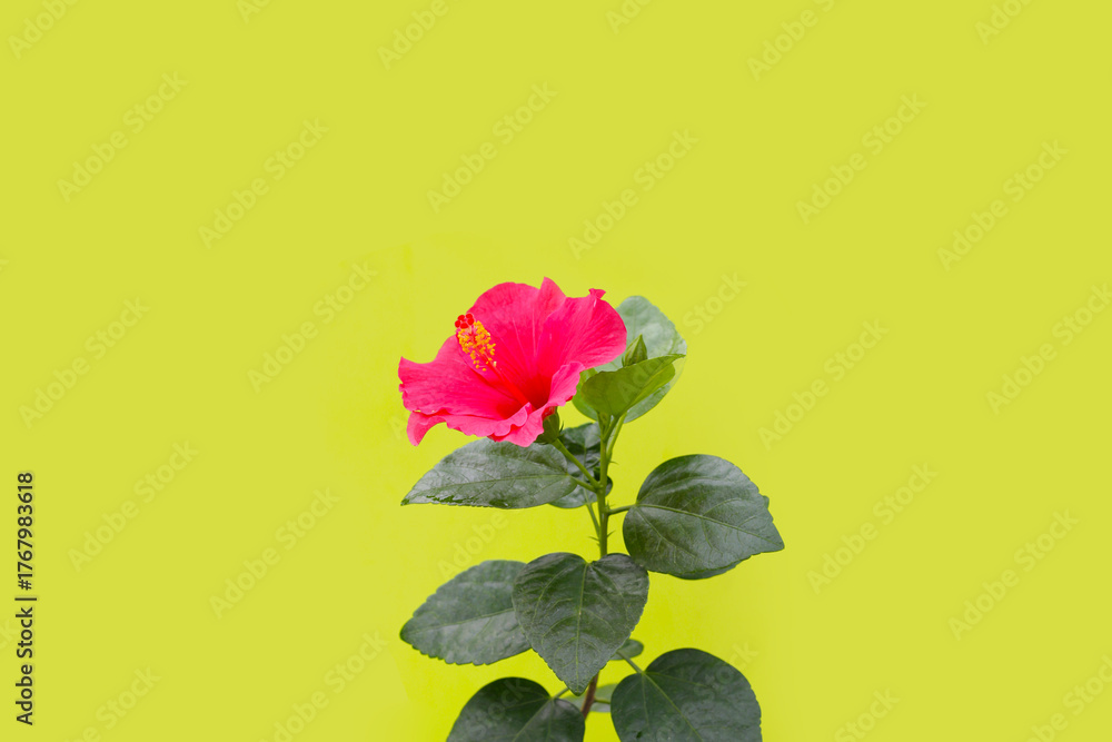 image to crop