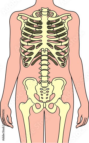 human skeleton vector illustration isolated on white background