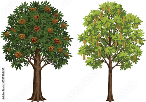 Botanical vector illustration of two tropical fruit trees with green foliage, brown segmented fruits, hanging pods, agriculture, nature, harvest, biodiversity