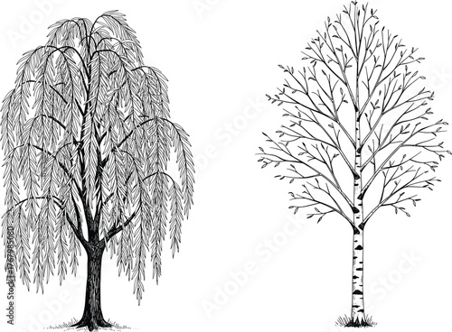 Black and white vector illustration of weeping willow tree and birch tree with detailed branches, leaves, bark texture, natural contrast