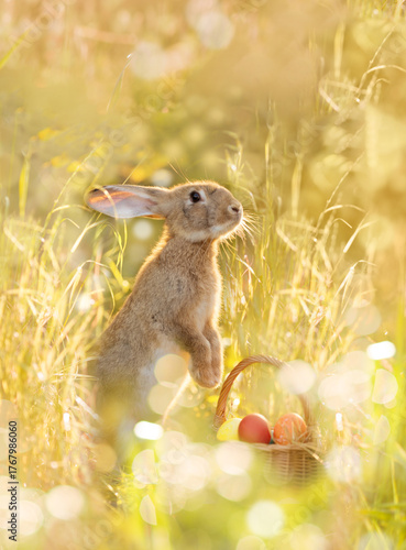 Easter bunny with a basket of eggs. Happy Easter Bunny on a card on their hind legs with flowers at sunset. Cute hare