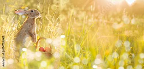 Easter bunny with a basket of eggs. Happy Easter Bunny on a card on their hind legs with flowers at sunset. Cute hare