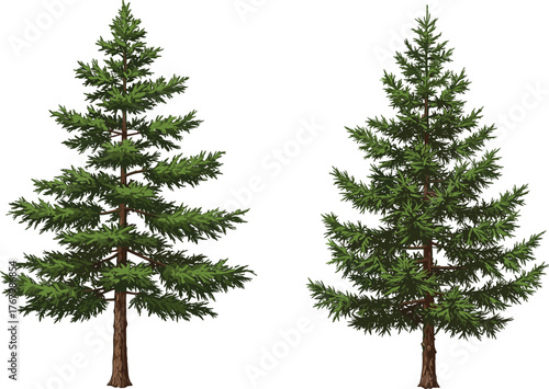 Detailed vector illustration of two evergreen pine fir trees with dense green foliage isolated on white background for nature forest design