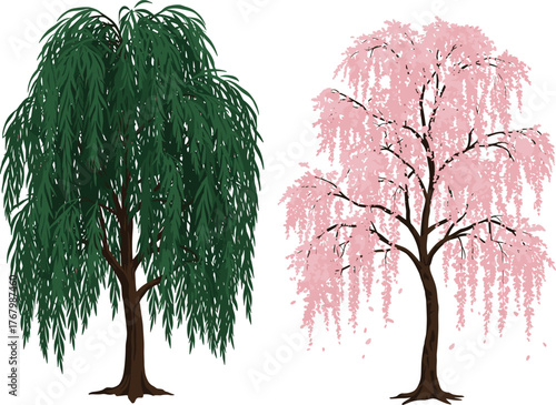 Elegant botanical vector illustration comparing weeping willow tree with cascading green leaves and weeping cherry tree with pink blossoms