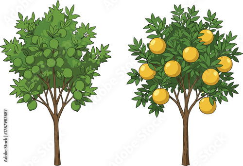 Fruit trees comparison showing green and ripe fruits, seasonal growth stages, agricultural concept, harvest readiness, nature farming vector illustration