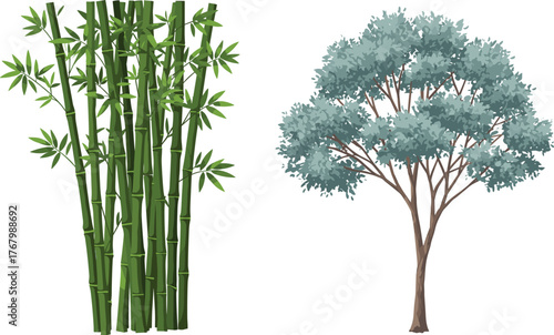 Illustrated comparison of bamboo cluster with tall stalks and leafy tree with dense canopy, botanical agricultural vector design for educational purposes
