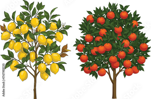 Illustrated comparison of lemon tree with yellow fruits and orange tree with vibrant oranges, botanical agricultural vector design for education