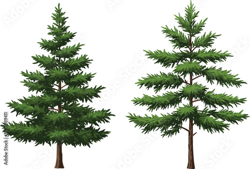 Illustrated comparison of two evergreen conifer trees with dense foliage and open branches, pine fir nature vector design for education