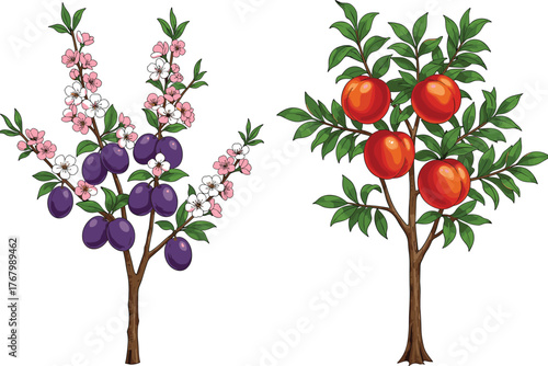 Illustrated comparison of plum tree with purple fruits and blossoms and peach tree with orange fruits, botanical agricultural vector educational design