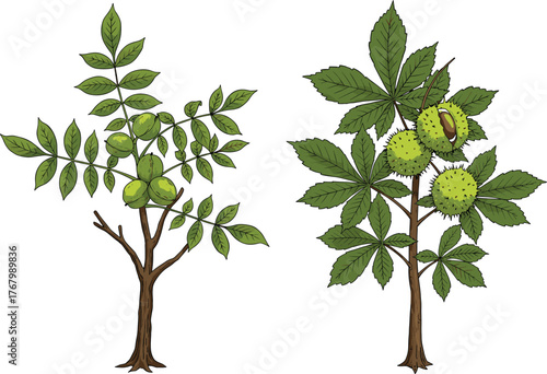 Illustrated comparison of two fruit trees with green leaves, smooth fruit and spiky chestnut conkers, botanical educational vector design