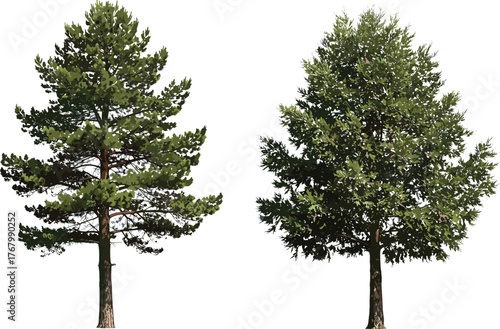 Realistic vector illustration of evergreen pine tree and leafy deciduous tree side by side, ideal for forestry, nature, and landscape design