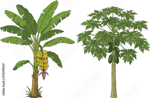 Tropical banana plant with ripe yellow fruit and papaya tree bearing green papayas under lush foliage for agriculture and horticulture illustration