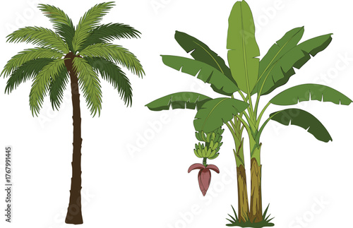 Tropical Coconut Palm and Banana Plant Illustration with Fruits, Leaves, and Flower for Botanical, Agricultural, and Ecosystem Educational Vector Use