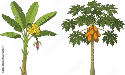 Tropical fruit plants vector showing banana and papaya trees with ripe fruits, botanical farming illustration for agriculture, garden, and food content