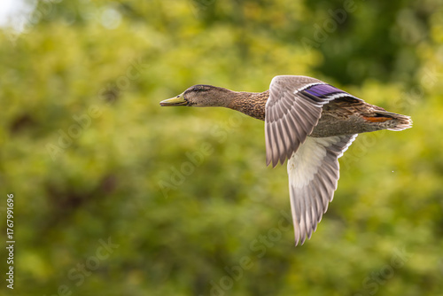 Closeup of a female mallard duck in flight.