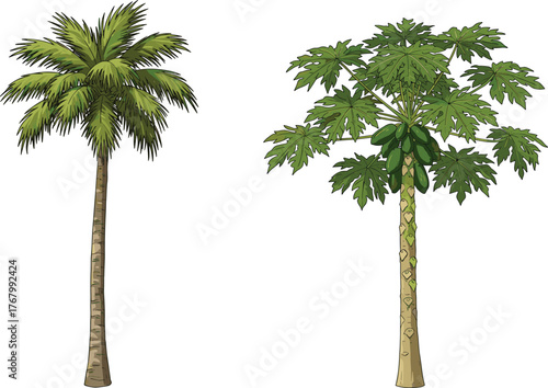 Tropical palm tree and papaya tree side by side with fruits, leaves, trunks, agriculture, farming, exotic plants illustration vector