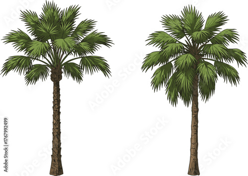 Tropical palm tree vector illustration with detailed green fronds and textured trunks, isolated on white background for botanical, landscape, and design use