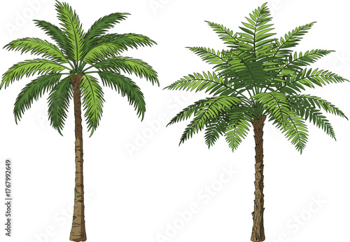 Tropical palm trees illustration with lush green fronds, textured trunks, exotic nature landscape design, summer vacation concept, botanical vector artwork