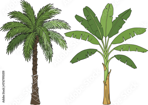 Tropical tree illustration featuring palm and banana trees with distinct trunks and foliage for botanical, agricultural, and landscape design content.
