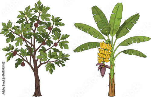 Vector illustration of fig tree and banana plant side by side with ripe fruits, green leaves, orchard garden, organic farming background