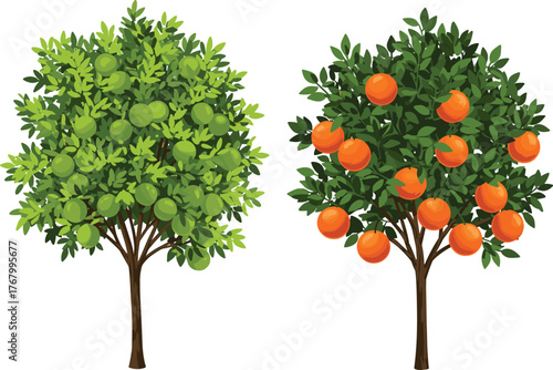 Vector illustration of green apple tree and orange tree side by side with ripe fruits, orchard garden, organic farming countryside background